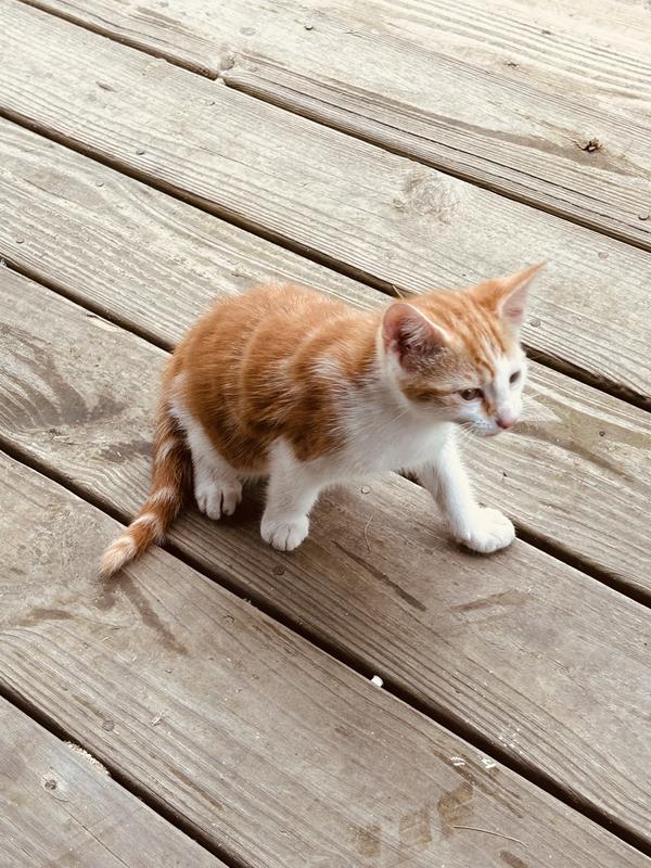When he was a kitten