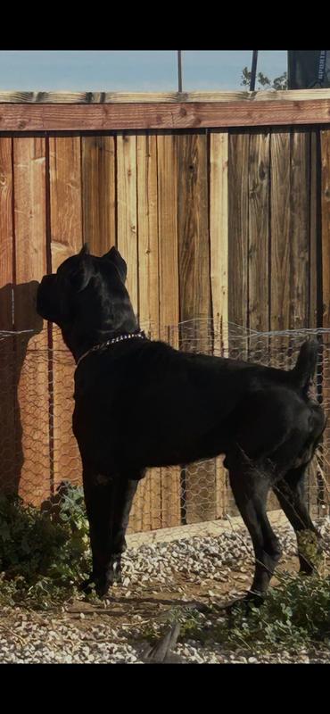 Cane Corso vs overgrown grass/weeds