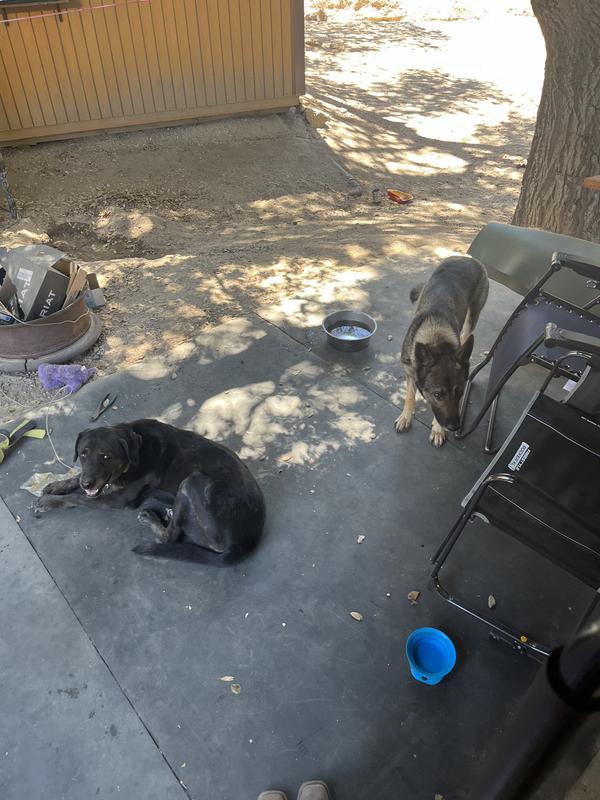 Dogs laying on the mats outside our travel trailer.