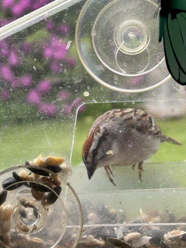 We get a variety of birds!