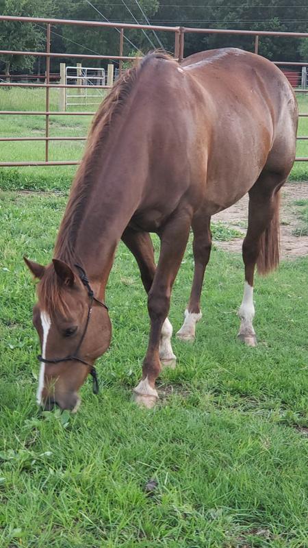 Size medium or average for mare "Badger"