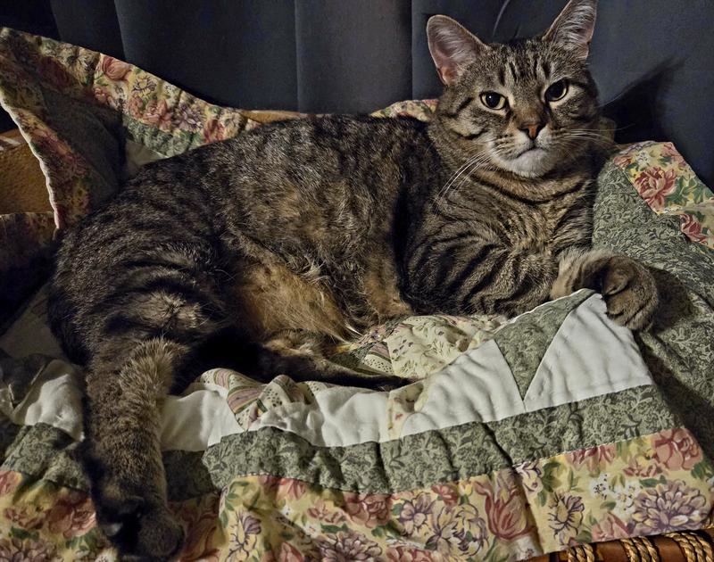 Content kitty