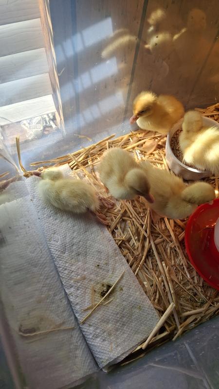 Several tiny weak ducks