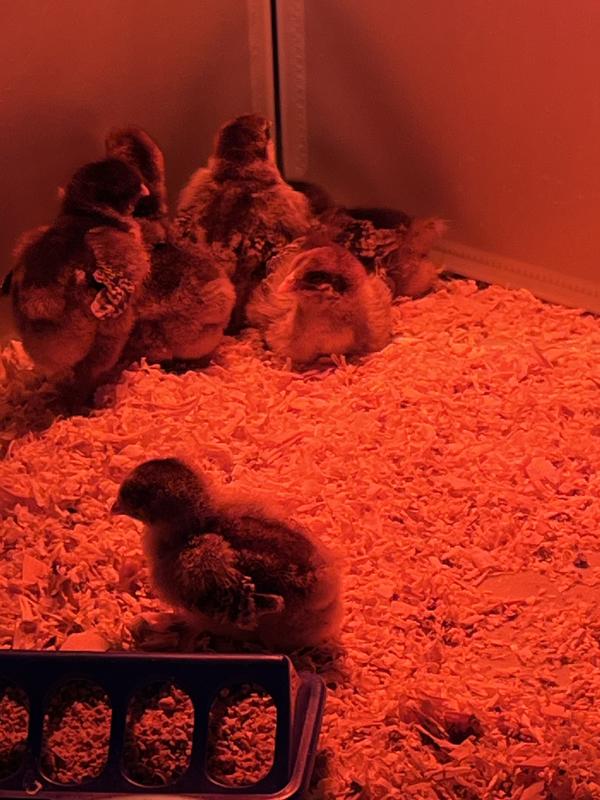 1 week old