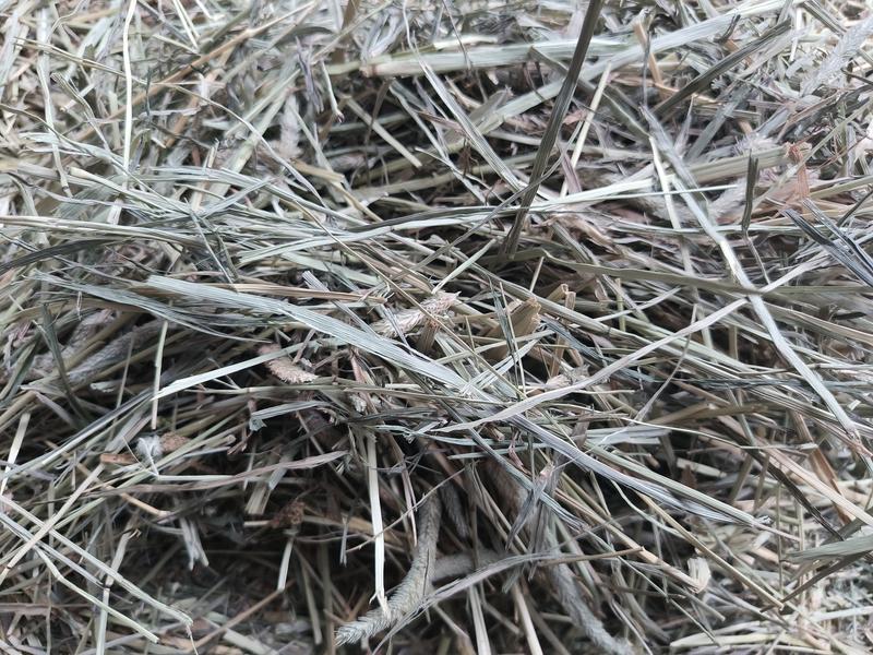 A lump of decent hay from the latest bale.