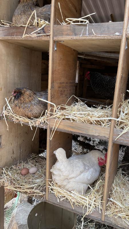 Hens in the pens!