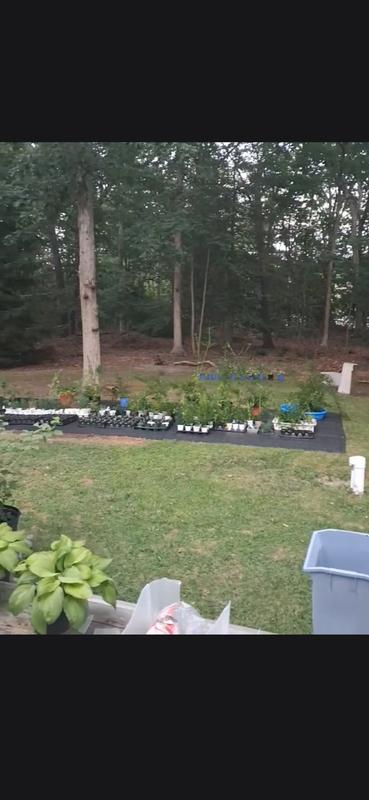 Greenhouse fabric securely in place by the Garden staples placed every 18"