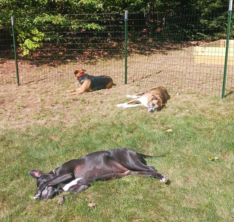 Tired dogs are safe