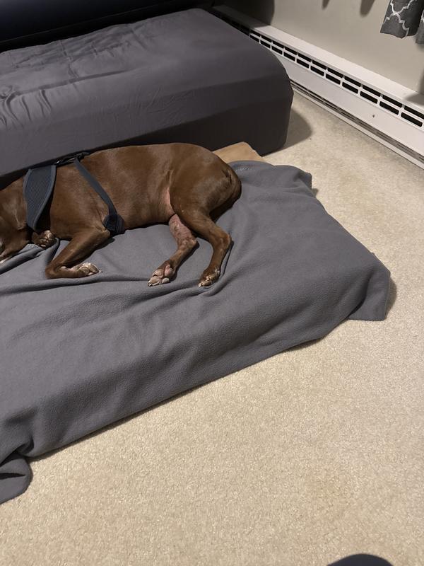 Comfy for my pet who is recovering from TOLO surgery and needed a flat bed to sleep on. Folds up so nice for storing when not in use.