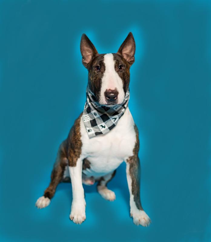 Our Dax who suffers from terrible ear infections.