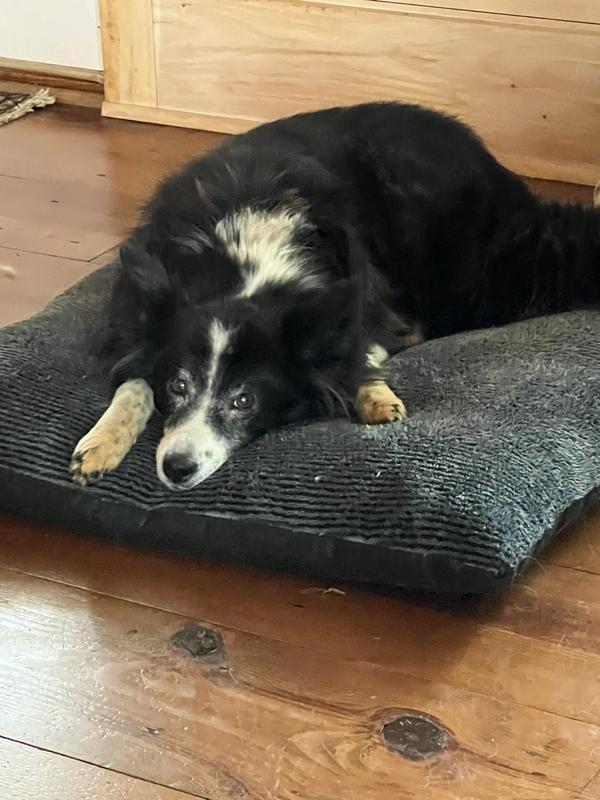16 yr old border collie mix loves her bed
