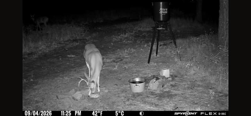 We love watching the local wild life in our backyard
