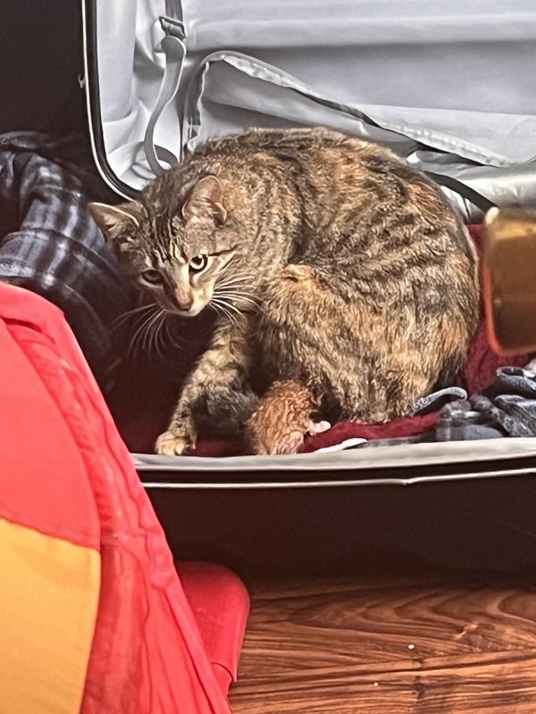 Cats & kittens fed times 3