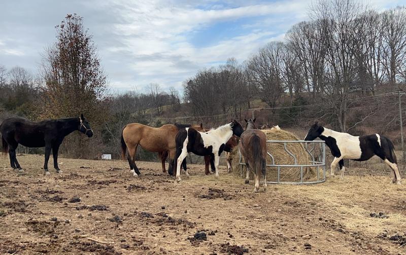 Horses enjoying the hay ring