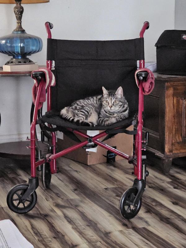 Killa cat held me up for my wheelchair