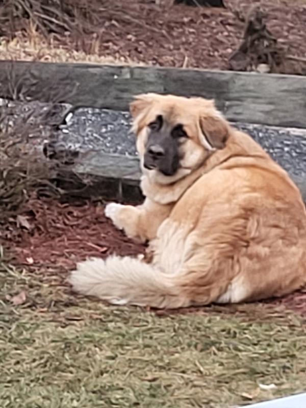 Thornell Skunk-Off Skunk Odor Eliminator Shampoo, 1 gal. at Tractor