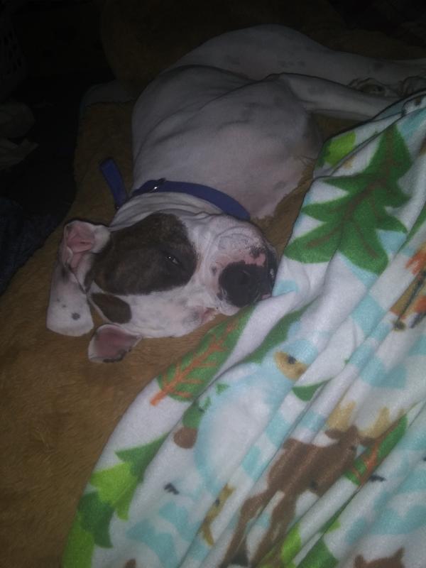 My sweet, now calm pup!