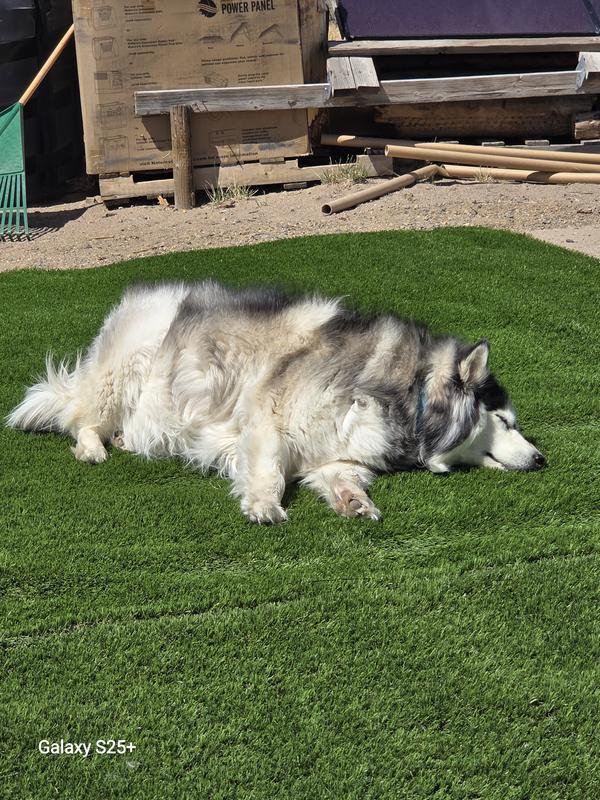 Even my dog love her new lawn