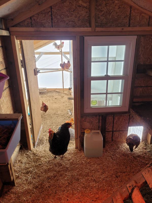 Makin eggs chicken coop