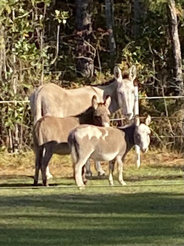 I love my donkeys❤️