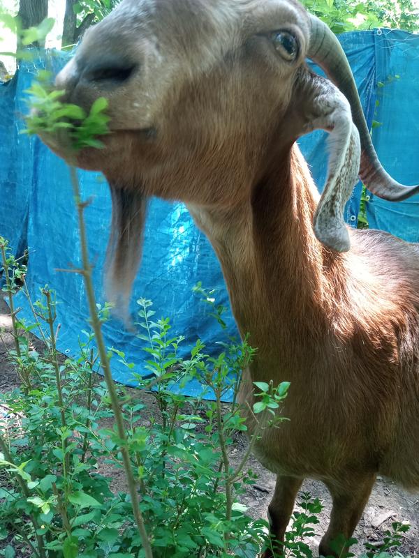 Rick the Baby Goat