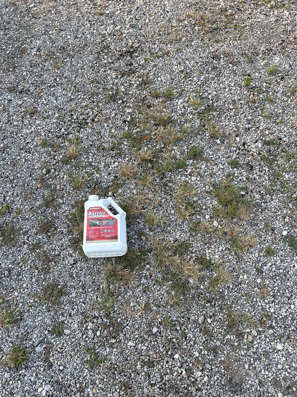 Couple months after application, you can see the weeds that were sprayed and the new ones that emerged. Year control my butt. Way over priced