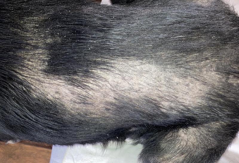 During treatment (Aug. 30th, 2021)