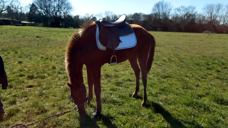 My new english saddle