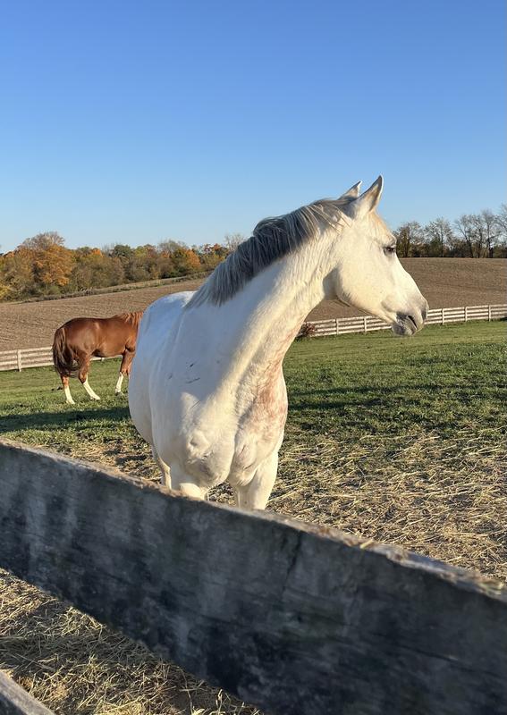 Going back out after slurping up his mash