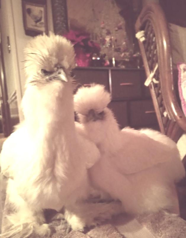 Koko and Kiki loving their coop bedding