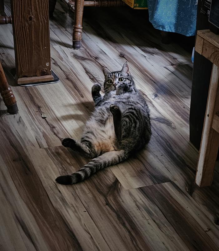 Caught the Killa cat being precious. She told me to delete it but she don't run me. Shhhhh! Don't tell 'er I said that.