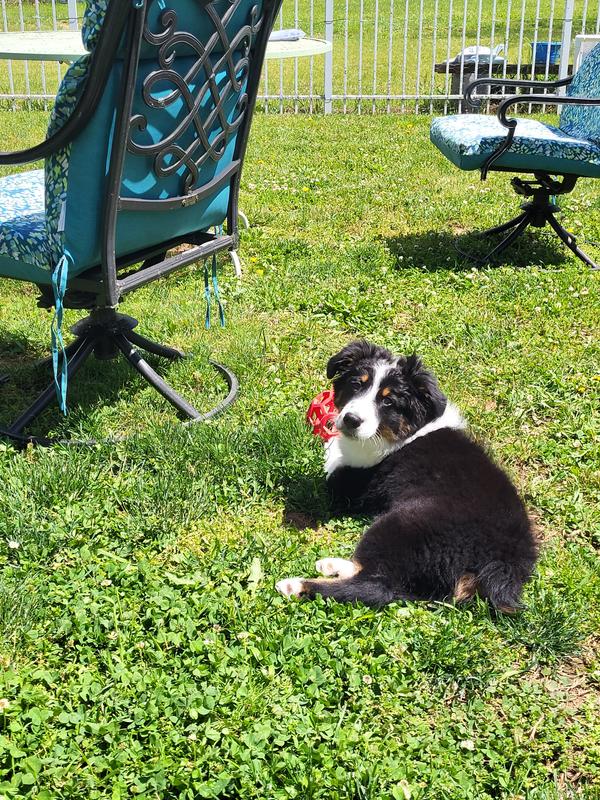 Australian Shepherd "Ren"