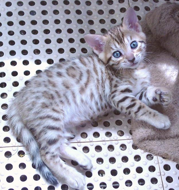 Bengal kitten: Cocoa