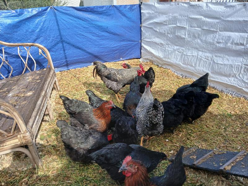 Our little flock, and storage bins.