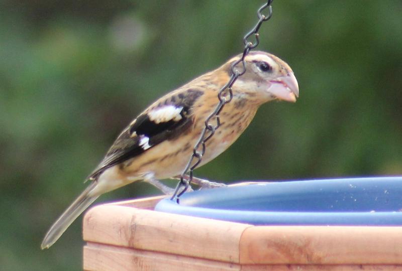 Rose-breasted Grosbeak at the feeder.  They like safflower seed also.