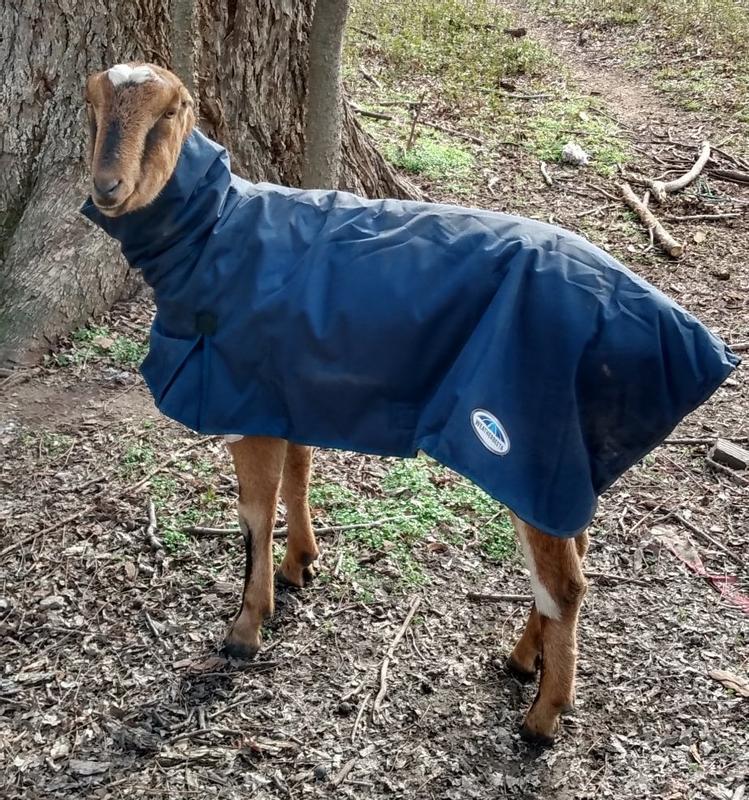 Ezekiel T. Goat