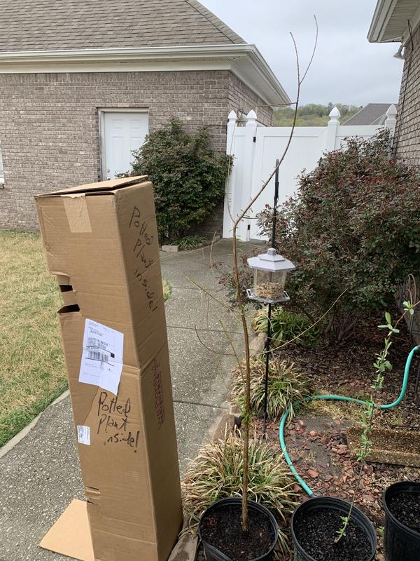 Showing total height of tree compared to box.