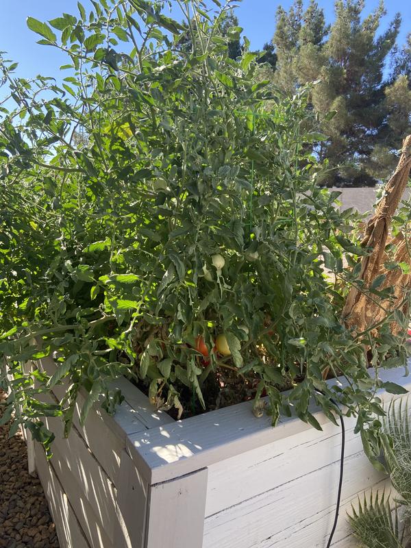 Back shot of green cage to show these are in a raised bed. On a ground level garden you would have even more room for growth.