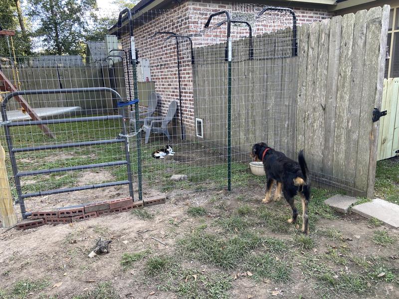 Dogs and Cats have their own space!