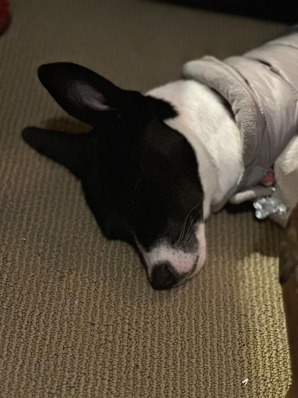 Asleep after chewing a Country Butcher bone.