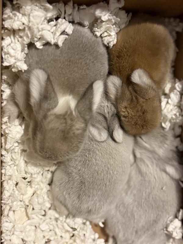 These are our bunnies and they are mini holland lops. We have two adults and four babies. We normally buy the oxbow brand but took a chance on this because the bag was a lot bigger for the same price, but the quality was definitely not there