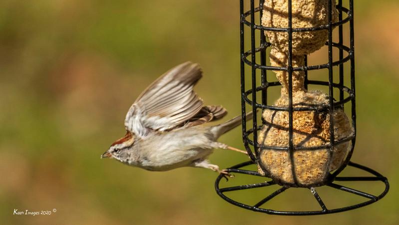 Chipping Sparrow