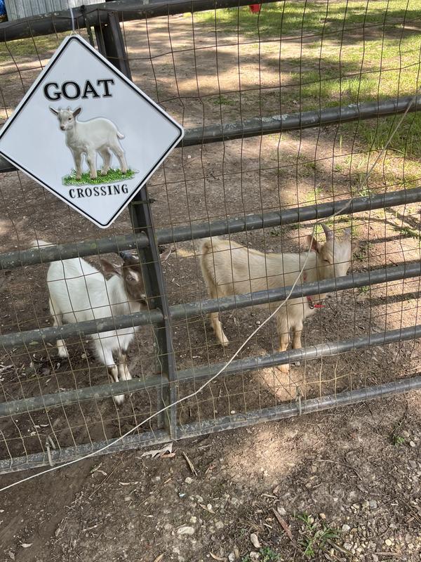 Boudreaux & Thibodeaux