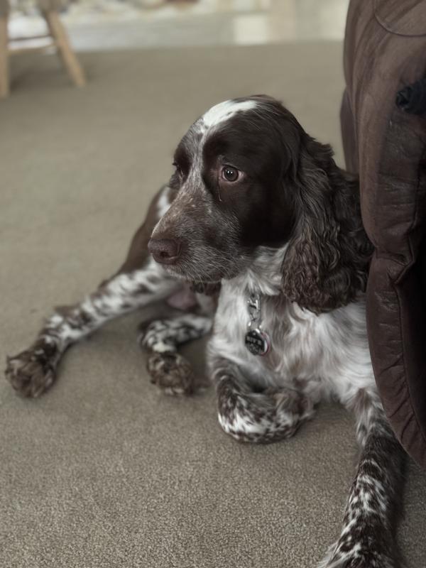 My English Springer Spaniel has chicken allergies