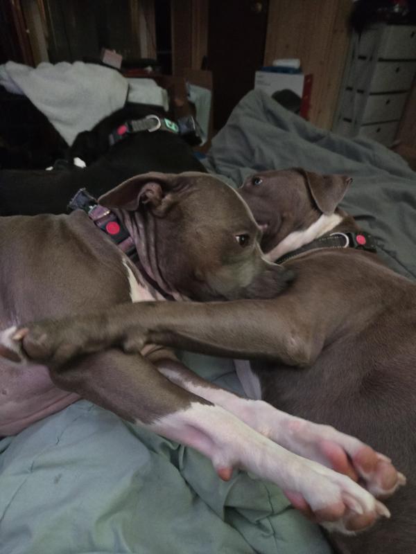 My dogs after eating their entire dinner