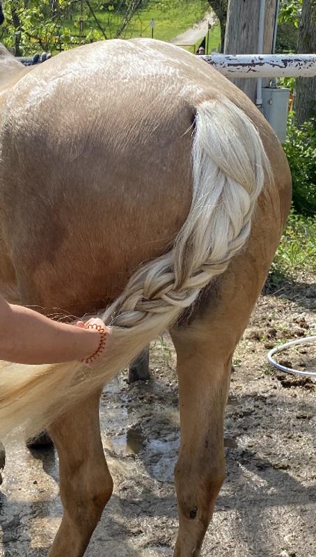 Forgot to take a before pic, but this is the after.  We were afraid we would have to cut his tail, but not only were we able to save it, but we had to trim about 6 inches off the end to keep it from dragging on the ground.
