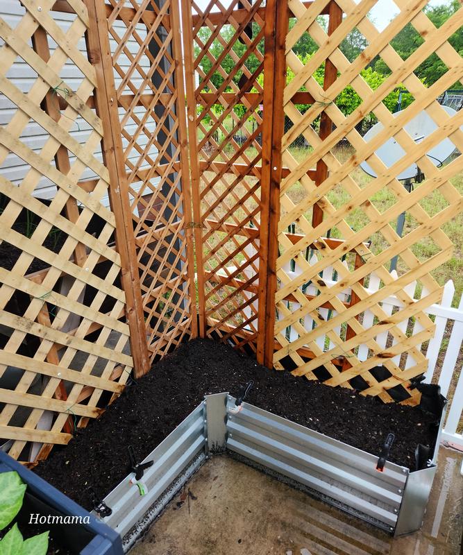 We did add a lattice background because I planted some pole climbing peas