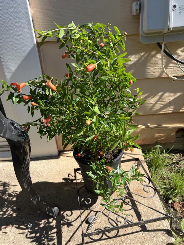 I decided to leave it outside to get some air.
