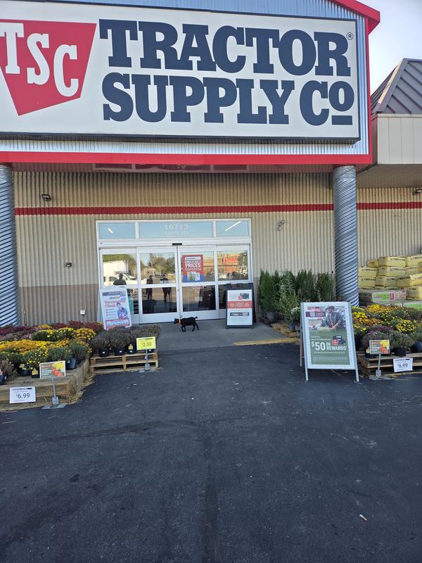My store with a baby goat