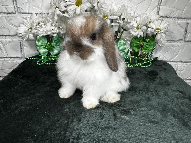 Sammy our llapso apso mini